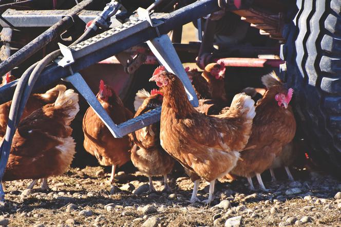 Ptasia grypa na Dolnym Śląsku. Czy to kolejna epidemia?