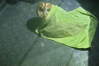 Gliwicka policja zatrzymała... sowę