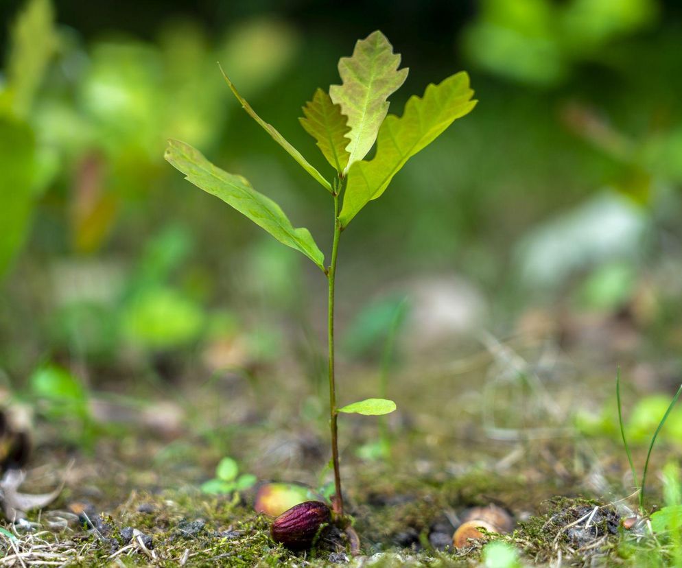 Czy z żołędzi wyrosną dęby?