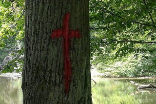 CZERWONE KRZYŻE na drzewach w Wejherowie, BY LUDZIE PAMIĘTALI. O co chodzi?