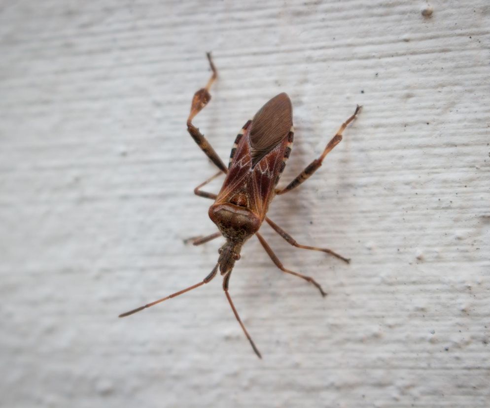 Plaga pluskwiaków w domach. Wchodzą szczelinami, są obrzydliwe!
