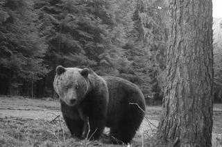 Niedźwiedzie w Bieszczadach poczuły wiosnę 