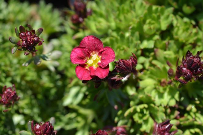 Skalnica ‘Peter Pan’ - Saxifraga x arendsii ‘Peter Pan’