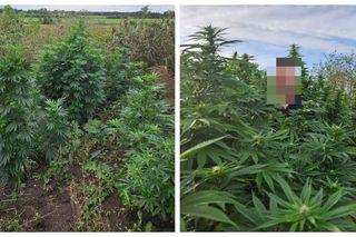 Nielegalna uprawa konopi indyjskich rosła na wysepkach stawu na terenie gminy Korczew