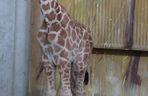 Żyrafka w zamojskim zoo