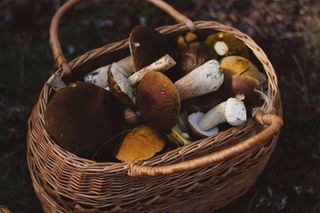 Na grzyby z koszykiem i aplikacją „Ratunek”. Jak nie zgubić się podczas grzybobrania?