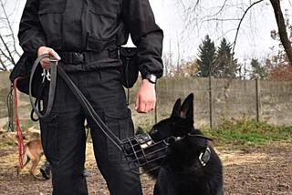 Mazowsze. Policyjny pies odnalazł pod Radomiem zaginioną kobietę. 