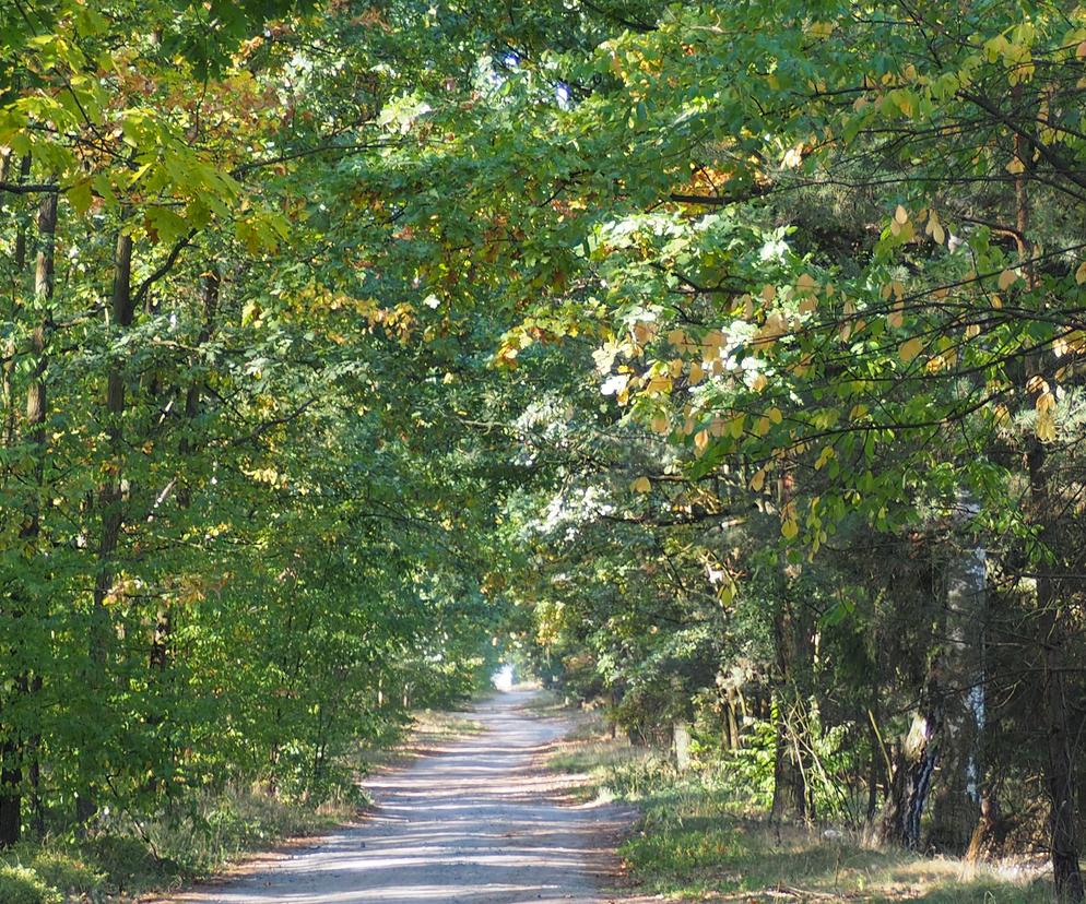 Gołuchów. Kłopotliwe panie przy drogach