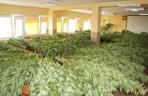 Prawie 300 krzewów, z których powstałoby aż 100 tysięcy porcji marihuany! Plantacja zlikwidowana [ZDJĘCIA]