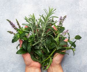 Zioła na wątrobę – rodzaje, właściwości lecznicze, zastosowanie