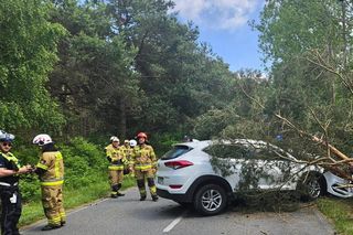 Drzewo spadło na auto na Helu