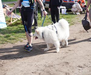 Dogtrekking w Poznaniu