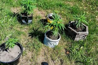 Policjanci z Hajnówki zatrzymali 15-latka podejrzanego o nielegalną uprawę konopi [ZDJĘCIA]