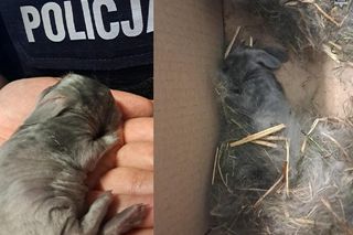 Malutkie króliczki porzucone na cmentarzu. To, co się stało później, wzrusza do łez