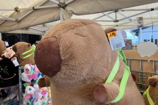 Krynica Morska to popularne miejsce na urlop. Jakie sątu ceny?