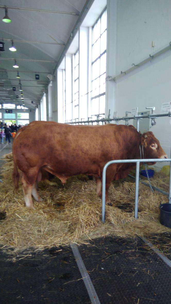 28 Krajowa Wystawa Zwierząt Hodowlanych