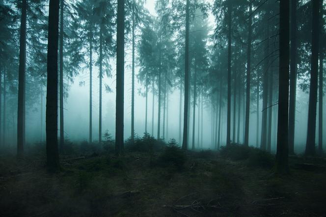 Śląskie: Szokujące odkrycie w lesie. Na drzewie wisiał 37-latek! Miał na szyi zaciśniętą pętlę