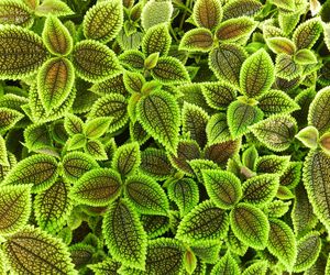 Pilea involucrata. Kwiat przyjaźni, który pięknie wygląda w każdym wnętrzu