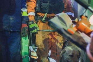 Jastrzębie-Zdrój: Od lat ratował ludzi i wspierał strażaków. Diego nie żyje