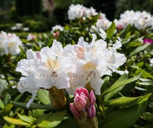 Różanecznik wielkokwiatowy 'Cunningham White'
