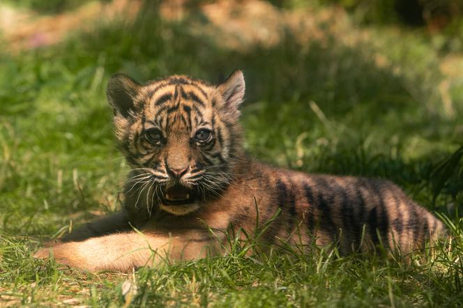 Zoo Wrocław. Niesamowite narodziny! To jeden z najrzadszych tygrysów świata