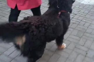 Pies berneńczyk przetrzymywany był w koszmarnych warunkach