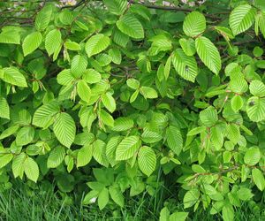 Grab pospolity - Carpinus betulus