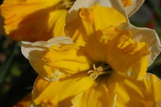 Narcyz 'Orangery' - Narcissus 'Orangery'