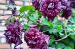 Clematis 'Purpurea Plena Elegans'