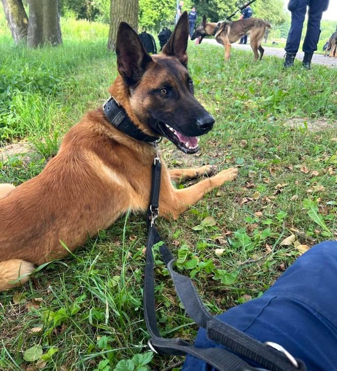 Nowego kolegę mają policjanci z Nowego Sącza.  Pomoże łapać przestępców!