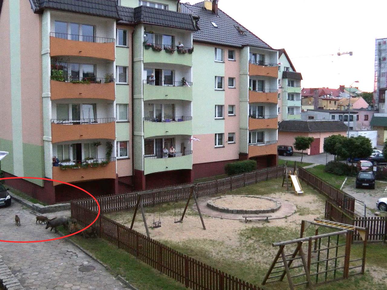 DZIKI ODWIEDZIŁY PLAC ZABAW - INTERWENIOWAŁA STRAŻ POŻARNA.