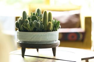 Kaktusowate rośliny domowe - te gatunki warto mieć w domu