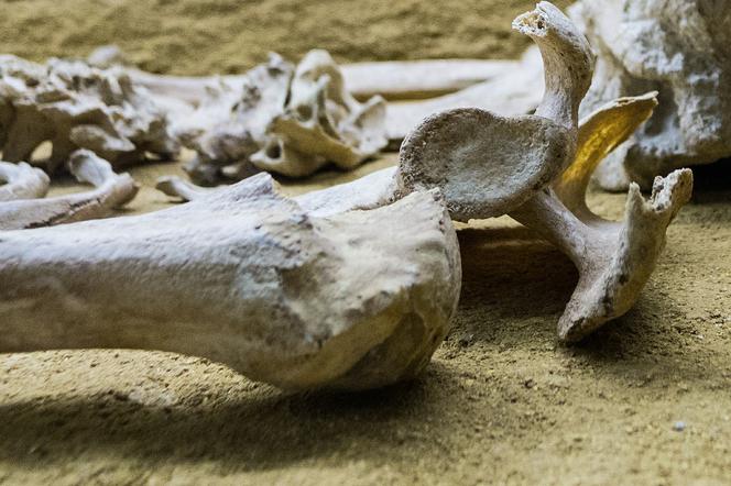 Kości zostały odkryte w pobliżu sanatorium w Sokołowsku (zdjęcie ilustracyjne)