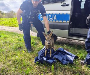 Policjanci uratowali tonącą sarenkę