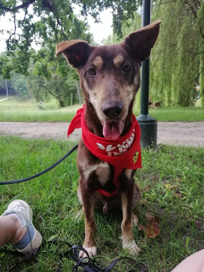 Nugat czeka na dom w schronisku dla zwierząt w Zamościu