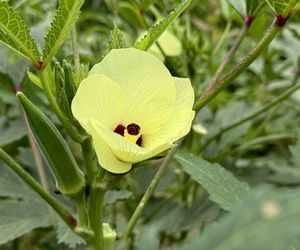 Okra (piżmian jadalny)