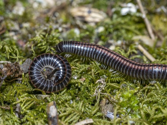 Krocionogi