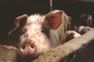 Dobrostan zwierząt podnosi koszty hodowli