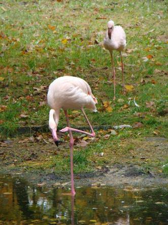 Tak wyglądają zwierzęta mieszkające w śląskim ZOO