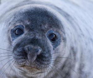 Ruszyli na ratunek małej foce. Niecodzienna akcja na plaży w Pobierowie