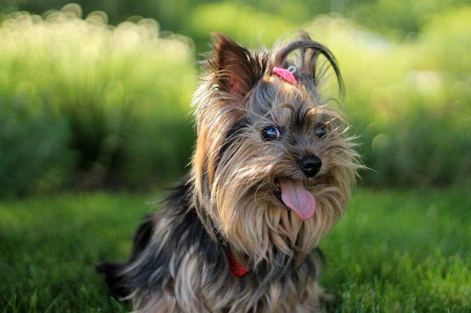 Mały Yorkshire terrier narobił zamieszania. Interweniowała strażniczka miejska z Torunia