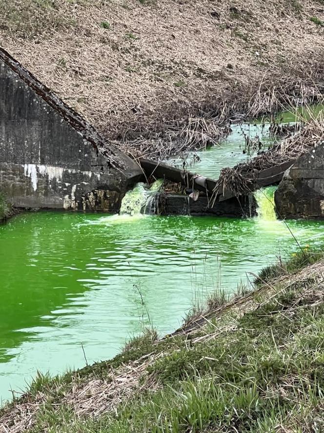 Rzeka Mleczna w Katowicach zmieniła kolor na jaskrawozielony