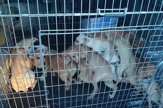  Dom grozy w Łodzi: Dwoje dorosłych i 20 wychudzonych psów żyło w niewyobrażalnym SMRODZIE I SYFIE!