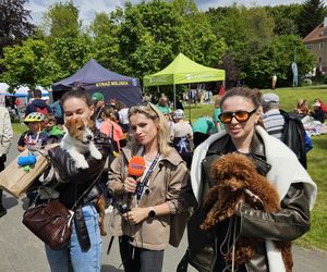 Festiwal Przyjaciół Zwierząt w Olsztynie. Park Centralny opanowały radosne pieski