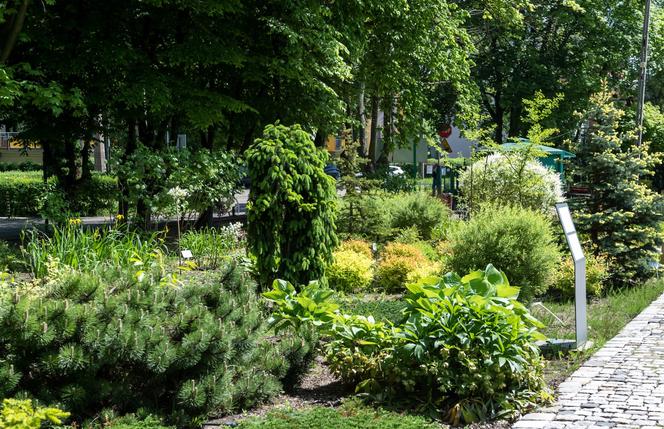 Miniarboretum powstało w Bytomiu. Miasto zaprasza uczniów i przedszkolaków