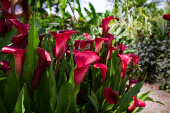 Cantedeskia - Zantedeschia