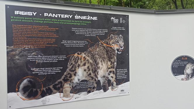 W śląskim ZOO powstała nowa woliera dla panter śnieżnych