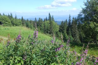Schronisko na Hali Miziowej