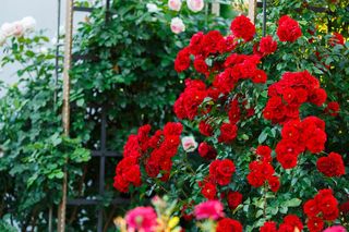 Róże pnące na podporach