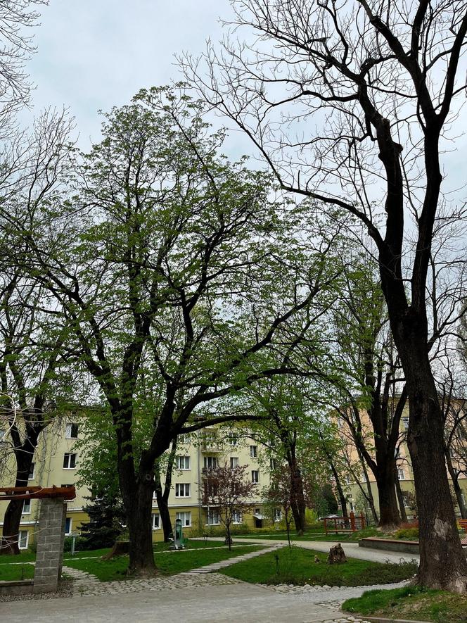 Cztery nowe pomniki przyrody w Lublinie. To olbrzymy, które w obwodzie mają razem prawie 16 metrów!